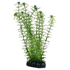 Abbildung HOBBY Lagarosiphon