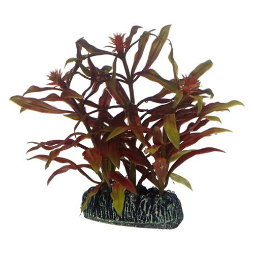 HOBBY Nesaea