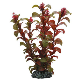 Abbildung HOBBY Rotala