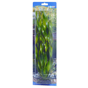 Abbildung HOBBY Vallisneria