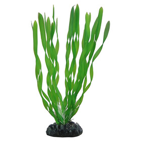 Abbildung HOBBY Vallisneria