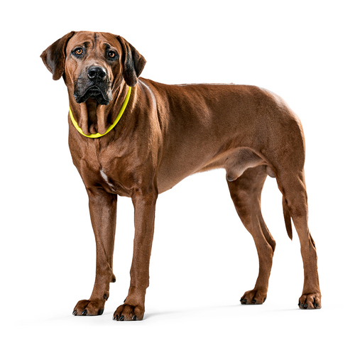 weitere Abbildung Hunter Dressurhalsband Freestyle Neon gelb