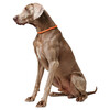 Hunter Dressurhalsband Freestyle orange Abbildung 3
