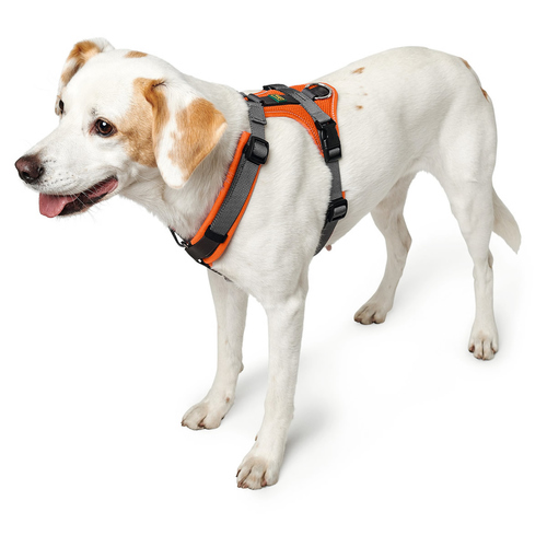 weitere Abbildung Hunter Geschirr Maldon orange/grau