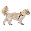 Hunter Geschirr Soho Mini cognac Abbildung 2