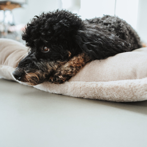 weitere Abbildung Hunter Hundekissen Rockford beige