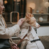 Hunter Hundemantel Nordby Dachshund creme Abbildung 4
