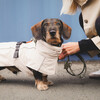 Hunter Hundemantel Nordby Dachshund creme Abbildung 5