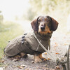 Hunter Hundemantel Nordby Dachshund oliv Abbildung 5