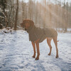 Hunter Hundemantel Nordby oliv Abbildung 4