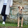 Hunter Hundemantel Uppsala Trend khaki Abbildung 5