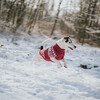 Hunter Hundepullover Birka rot Abbildung 5
