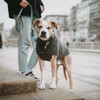 Hunter Hundepullover Genf anthrazit Abbildung 5
