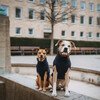 Hunter Hundepullover Genf dunkelblau Abbildung 5