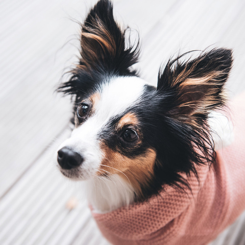 weitere Abbildung Hunter Hundepullover Rgla rosa