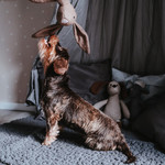 Hundespielzeug Marle Hase, Abbildung 6