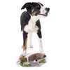 Hunter Hundespielzeug Wildlife Training Ente Abbildung 2