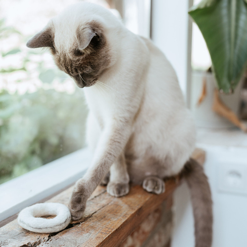 weitere Abbildung Hunter Katzenspielzeug Filzring wei