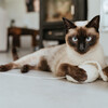 Hunter Katzenspielzeug Kwalle Karl mit Schnur Abbildung 3