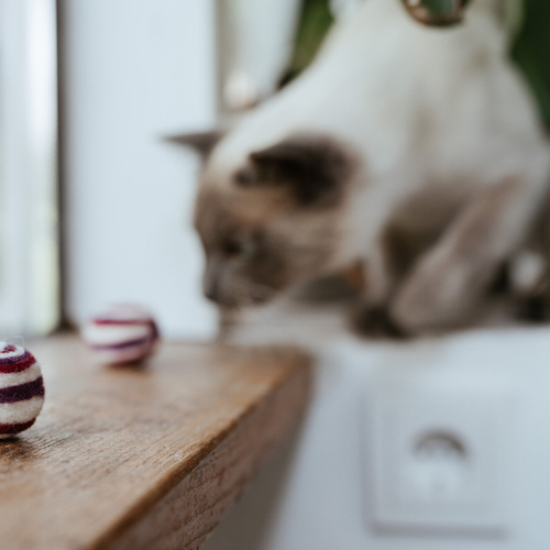 weitere Abbildung Hunter Katzenspielzeug Rolli bunt