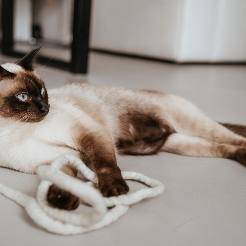 weitere Abbildung Hunter Katzenspielzeug Snaky wei