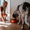 Hunter Keramik-Napf Osby Glazed orange für Hunde Abbildung 5
