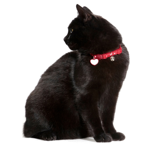 weitere Abbildung Hunter Smart Katzenhalsband Glossy Dots rot