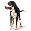 Hunter Trainer Snack Dummy mit Seil orange/schwarz Abbildung 3