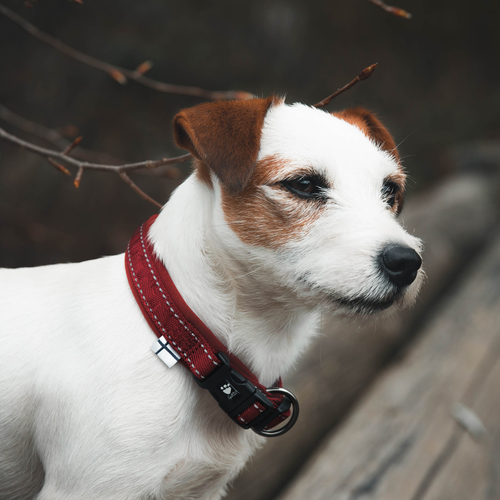 weitere Abbildung Hurtta Casual Halsband weinrot