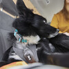 Hurtta ECO Autogeschirr Travel Harness blackberry (grau) Abbildung 4