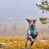 Hurtta Hundegeschirr Rover Harness peacock Abbildung 4