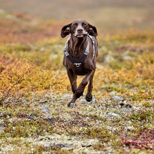 weitere Abbildung Hurtta Hundegeschirr Rover Harness raven