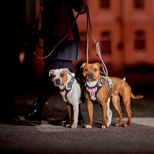 weitere Abbildung Hurtta Hundegeschirr Weekend Warrior Neon Harness II licorice