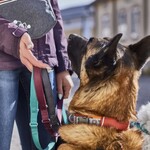 Hundehalsband Rover Collar cinnamon, Abbildung 5