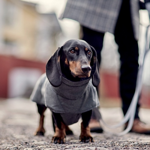 weitere Abbildung Hurtta Hundemantel Expedition Parka II blackberry (dunkelgrau)