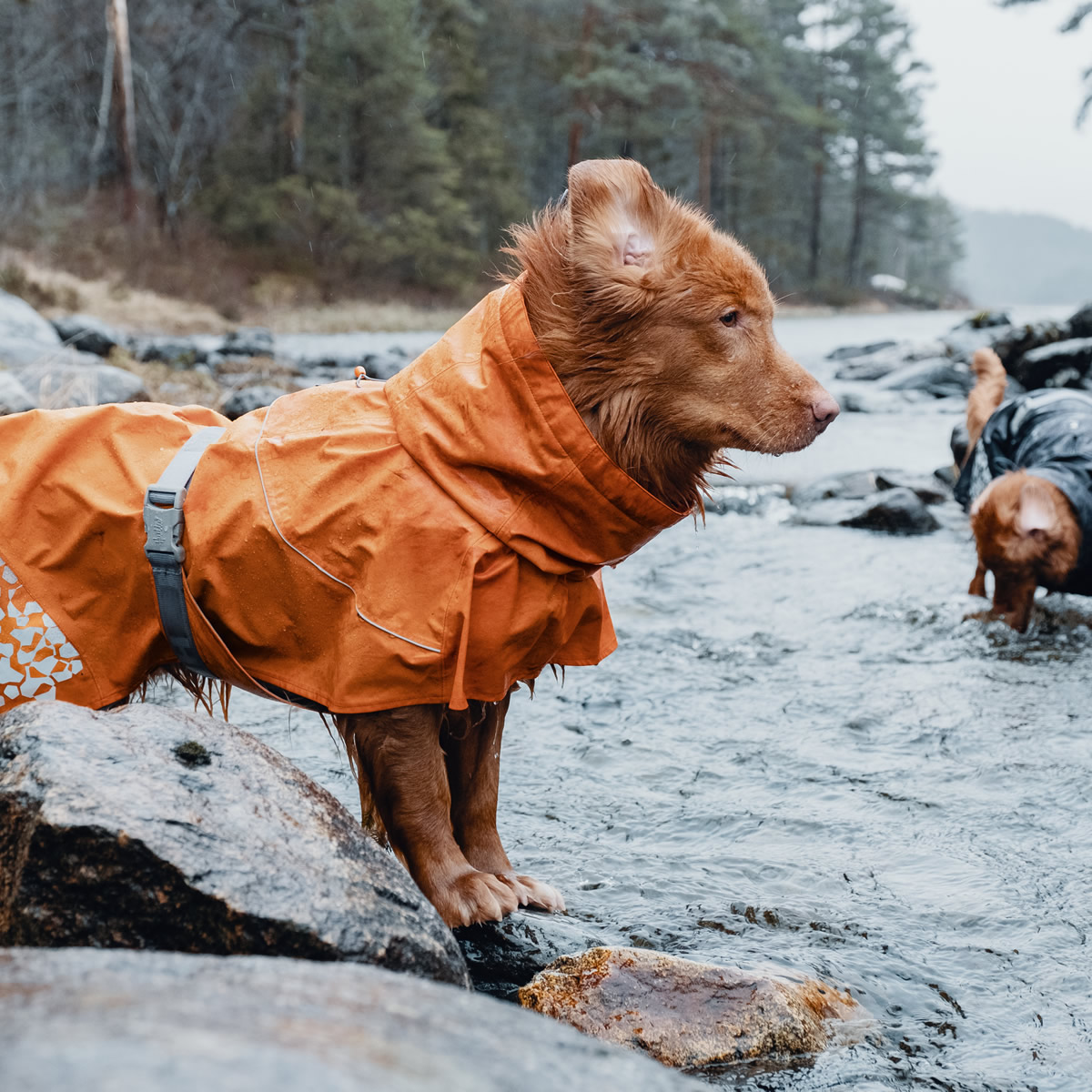 Hurtta Monsoon Regenmantel für Hunde Wasserdichter Schutz in Orange