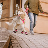 Hurtta Weekend Warrior Geschirr ruby/kirsche Abbildung 4