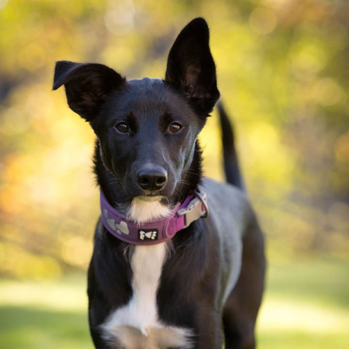 weitere Abbildung Hurtta Weekend Warrior Halsband violett