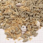 ProTerra Molluscus, Abbildung 2