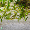 JBL Sansibar River Abbildung 3