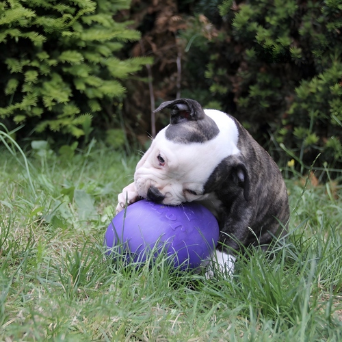 weitere Abbildung Jolly Hundespielzeug Ei violett