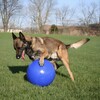 Jolly Hundespielzeug Push-n-Play blau Abbildung 3