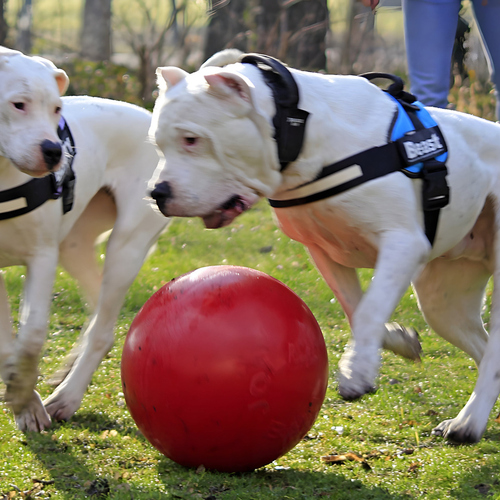 weitere Abbildung Jolly Hundespielzeug Push-n-Play rot