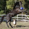 Jolly Pferd Spielball dunkelblau Abbildung 2