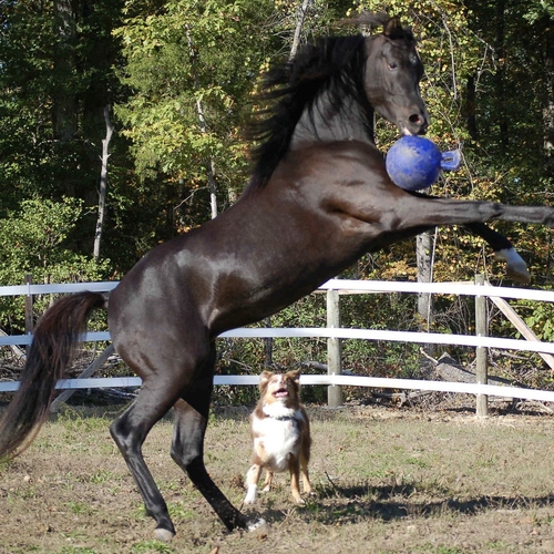 weitere Abbildung Jolly Pferd Spielball dunkelblau