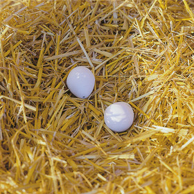 Abbildung KERBL Farm Nesteier Ton fr Hhner (2 Eier/Blister)