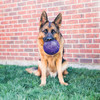 KONG Flexball Spielball Medium/Large Abbildung 3