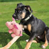 KONG Phatz Pig Abbildung 3