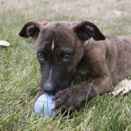 weitere Abbildung KONG Puppy Ball