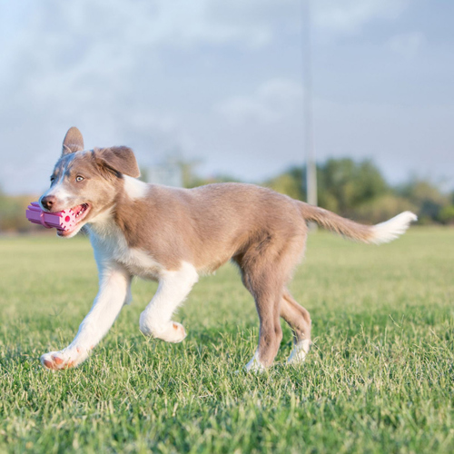 weitere Abbildung KONG Puppy Teething Stick